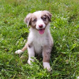 Tarvos - Red merle male Australian Shepherd puppy in Noblesville, Indiana from Saturn’s Rising Collies & Aussies