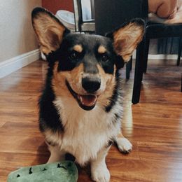 Mike - Pembroke Welsh Corgi