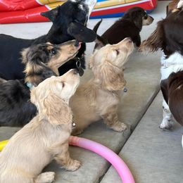 Dachshund Puppies from Delta Dachshunds