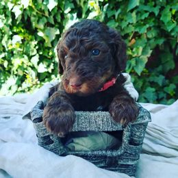 Pam - Labradoodle puppy in Atascadero, California from Classic Poodles and Doodles