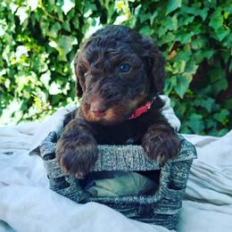 Pam - Labradoodle puppy in Atascadero, California from Classic Poodles and Doodles