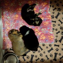 Pomeranian Puppies from Argetsinger Poms