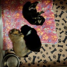 Pomeranian Puppies from Argetsinger Poms