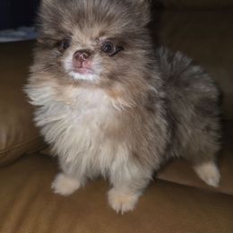 Hunnibunnies beau - Chocolate merle male Pomeranian puppy in Cleveland, Ohio from Hunnibunnies