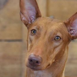 Ohaudi - Pharaoh Hound