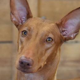 Ohaudi - Pharaoh Hound