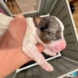 Comet - Blue merle male Bernedoodle puppy in Rock Hill, South Carolina from LolliPop Farms
