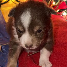 Red and white tri male - Red tri male Toy Australian Shepherd puppy in Springfield, Missouri from Donnie's Miniature & Toy Australian Shepherds