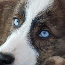 American Corgi and Pembroke Welsh Corgi Puppies from Chaotic Corgi’s