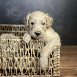 Ranger - Apricot male Goldendoodle puppy in Seffner, Florida from Gold Diamond Pup