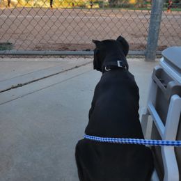 Cane Corso Puppies from JSM Corsos