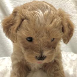 Companion Cross, Maltese, and Maltipoo Puppies from Best Maltese & Toy Poodles of Texas