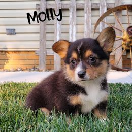 Pembroke Welsh Corgi and Poodle Puppies from Windy Willows