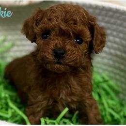 Chow Chow, Goldendoodle, and Poodle Puppies from Regal Canine Creations
