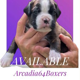 Abigail - Brindle female Boxer puppy in Portland, Maine from Gail's Boxers