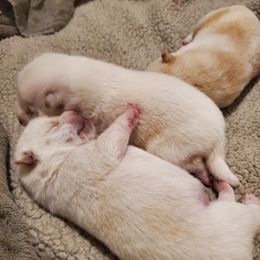 Shiba Inu puppies from The Springs Shibas