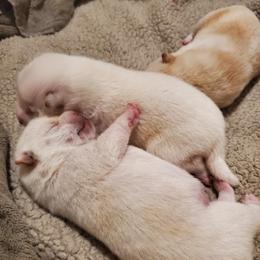 Shiba Inu puppies from The Springs Shibas