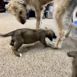 Irish Wolfhound Puppies from Serendipity Sighthounds