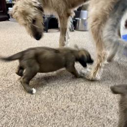 Irish Wolfhound Puppies from Serendipity Sighthounds