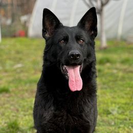 German Shepherds from Zwinger vom Drachenblut