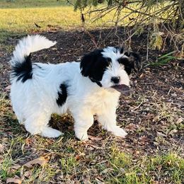 Shichon Puppies from Great Lakes Teddy Bear Dogs