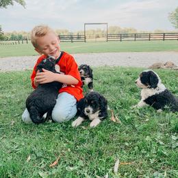 Bernedoodle and Cavapoochon Puppies from This is Doodles