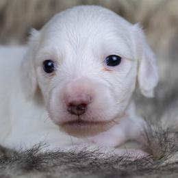 Quinn - Cream male Dachshund puppy in Barnesville, Pennsylvania from Dachsy