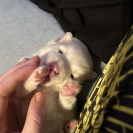 Will - White male Pomsky puppy in Oak Harbor, Washington from Island Pomskies