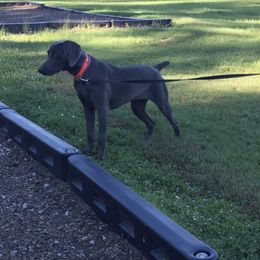 Lola - Weimaraner