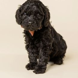 Tahoe - Black male Cavapoo puppy in New River, Arizona from Catella Cavaliers and Cavapoos