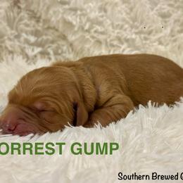 Forrest Gump - Dark golden male Golden Retriever puppy in Jonesboro, Arkansas from N. E. Arkansas Goldens and Doodles