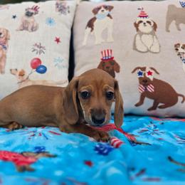 Shaded red boy - Red male Dachshund puppy in West Plains, Missouri from Spring Creek Dachshunds