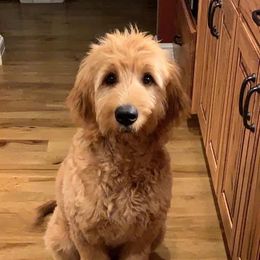 Goldendoodle All Grown Up from Midwest Companions