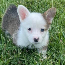 Billie - Red female Pembroke Welsh Corgi puppy in Mount Carmel, Tennessee from Hidden View Farm
