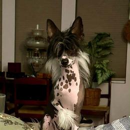 Fleck - Chinese Crested