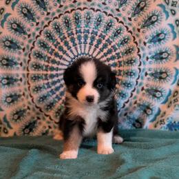 Garnet - Black tri male Miniature American Shepherd puppy in Trenton, Florida from Atherney