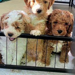 Assorted Doodle Crosses and Poodle Puppies from Center Hill Poodles and Doodles