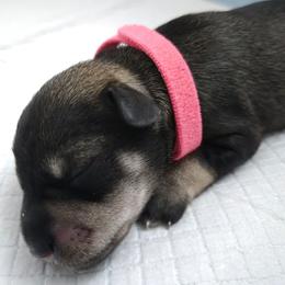 Hot Pink Collar - Black female Miniature Schnauzer puppy in Hurst, Texas from SSPuppy - Sophisticated Schnauzers