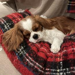 Coco - Cavalier King Charles Spaniel