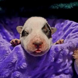 One - Blue male Australian Cattle Dog puppy in Fife Lake, Michigan from Kurczak Farm LLC