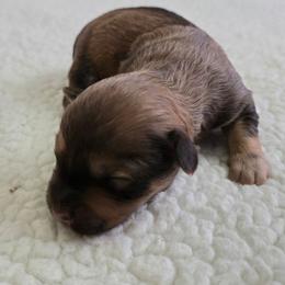 Choc female - Chocolate female Havapoo puppy in Medina, Ohio from Momma's Minis