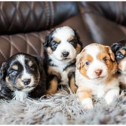 Miniature American Shepherd Puppies from King's Miniature American Shepherds