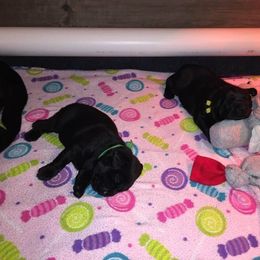 Labrador Retriever Puppies from Harvest Moon Farm