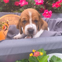 Female 1 - Red and white female Basset Hound puppy in Robbins, Tennessee from Orange Mountain Basset Hounds