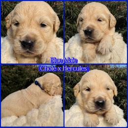 Blue - Golden male Golden Retriever puppy in Harrisburg, North Carolina from Bunn Ranch Goldens & Bernese