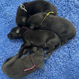 Shelly (Lilac) - Black female Belgian Sheepdog puppy in Franklin, West Virginia from Wildmour K9