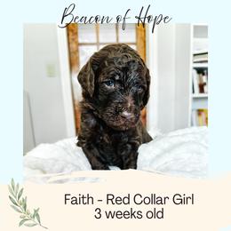Faith - Chocolate female Goldendoodle puppy in Montgomery, Texas from Dacus Doodles