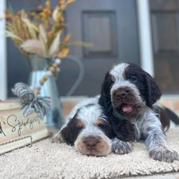 English Springer Spaniel Puppies from Southbend Springers