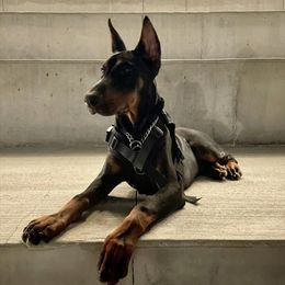 Doberman Pinscher and Labrador Retriever Puppies from Mississippi K9 Kennel