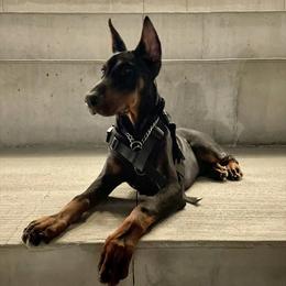 Doberman Pinscher and Labrador Retriever Puppies from Mississippi K9 Kennel